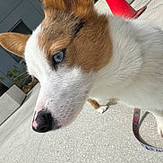 Oni is registered to the contest to win money with this photo: dog, close_up, blue_eyes, white_fur, brown_fur, nose, leash, outdoor, concrete, building, window, traffic_cone, side_view, pet, animal, curious, paw, sunlight, daytime, plant