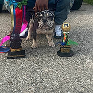Rylo joined the competition — help win amazing prizes! animal, award, blue, bulldog, celebration, colorful, contest, dog, green, hand, jeans, outdoor, pavement, person, pet, proud, puppy, ribbon, sneakers, trophy