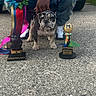 animal, award, blue, bulldog, celebration, colorful, contest, dog, green, hand, jeans, outdoor, pavement, person, pet, proud, puppy, ribbon, sneakers, trophy
