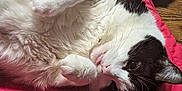 Onyx is registered to the contest to win money with this photo: cat, black_and_white, fluffy, pet, animal, lying_down, paws, fur, whiskers, close_up, indoor, relaxed, cozy, red_fabric, sleepy, cute, mammal, domestic_animal, face, resting
