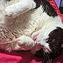 cat, black_and_white, fluffy, pet, animal, lying_down, paws, fur, whiskers, close_up, indoor, relaxed, cozy, red_fabric, sleepy, cute, mammal, domestic_animal, face, resting