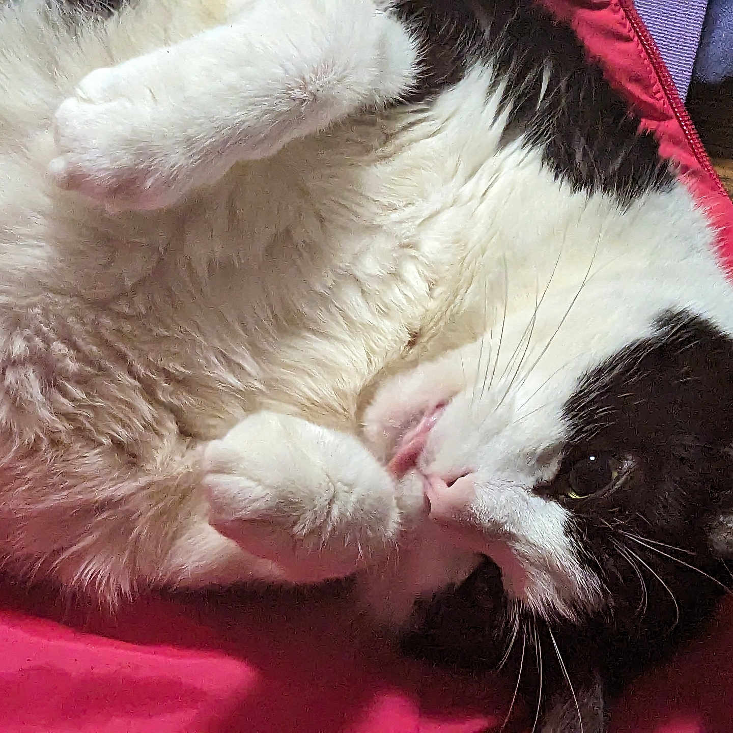 Onyx is registered to the contest to win money with this photo: animal, black_and_white, cat, close_up, cozy, cute, domestic_animal, face, fluffy, fur, indoor, lying_down, mammal, paws, pet, red_fabric, relaxed, resting, sleepy, whiskers