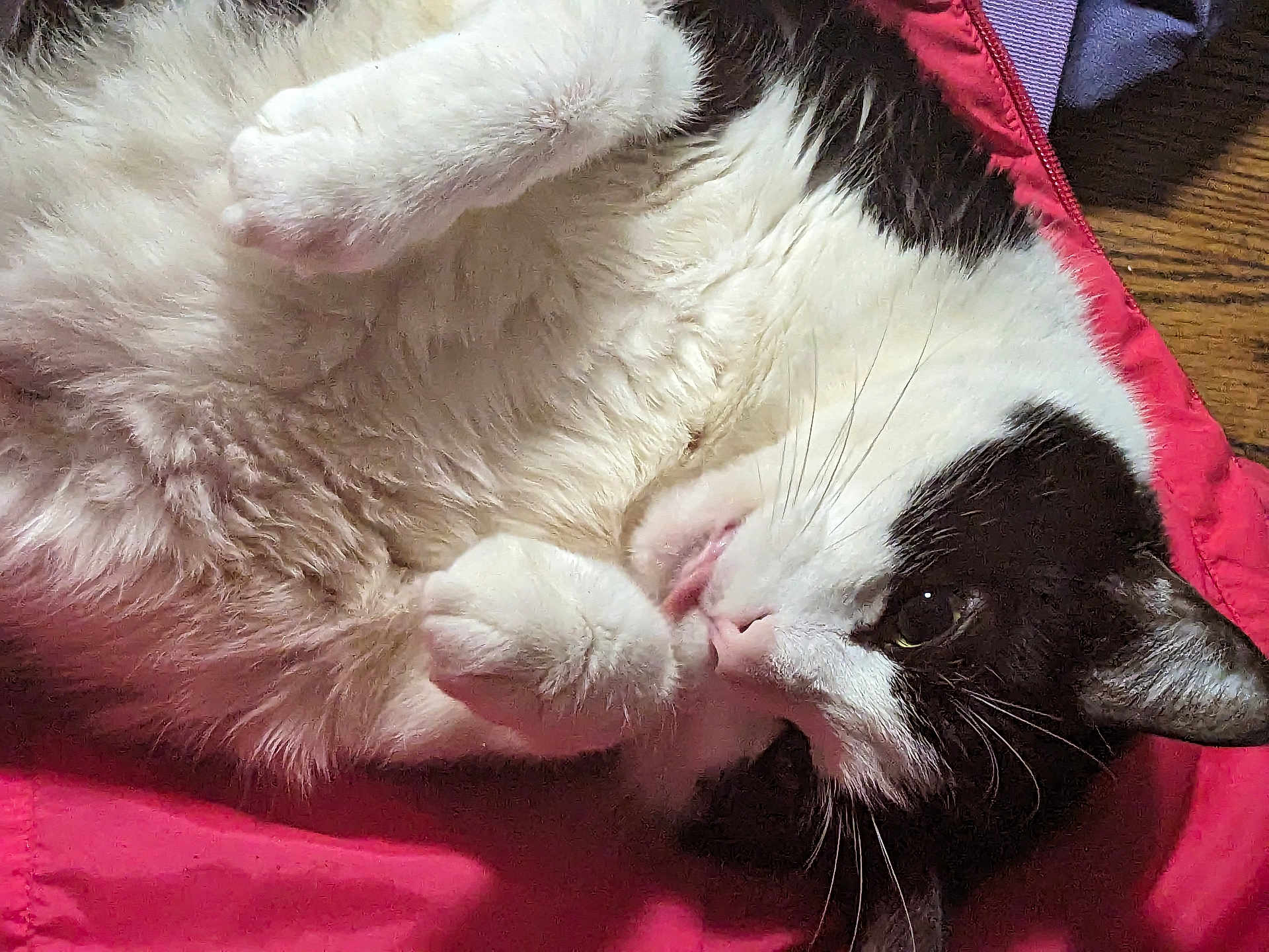 Onyx is registered to the contest to win money with this photo: cat, black_and_white, fluffy, pet, animal, lying_down, paws, fur, whiskers, close_up, indoor, relaxed, cozy, red_fabric, sleepy, cute, mammal, domestic_animal, face, resting
