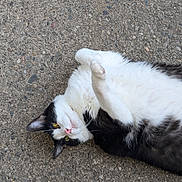Onyx is registered to the contest to win money with this photo: cat, black_and_white, lying_down, paw, yellow_eyes, concrete, outdoor, animal, pet, fur, whiskers, cute, relaxed, close_up, mammal, playful, resting, portrait, feline, friendly