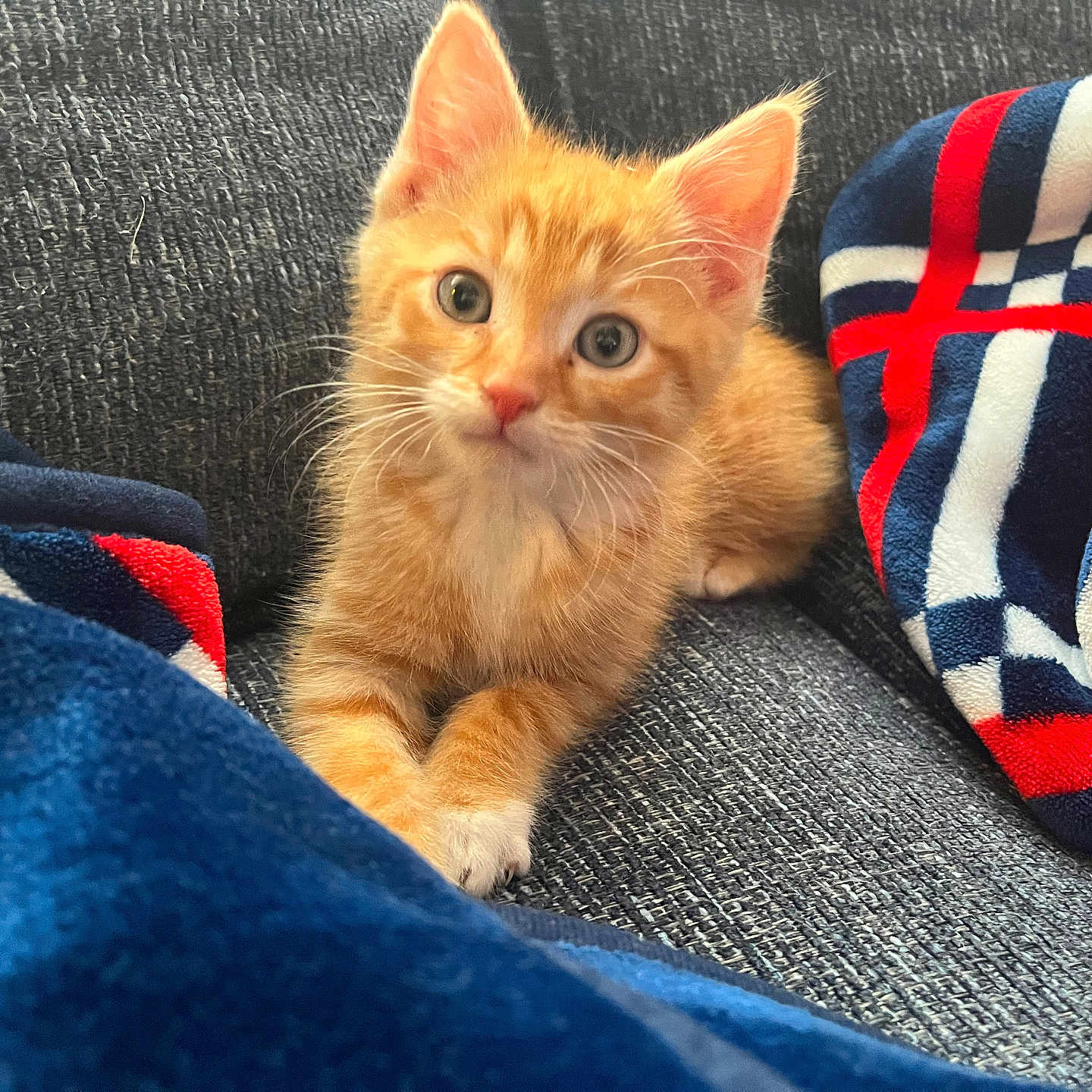 Simba joined the competition — help win amazing prizes! animal, blanket, cat, comfort, couch, cozy, cute, ears, eyes, feline, fur, home, indoor, kitten, orange_tabby, pet, resting, soft, whiskers, young