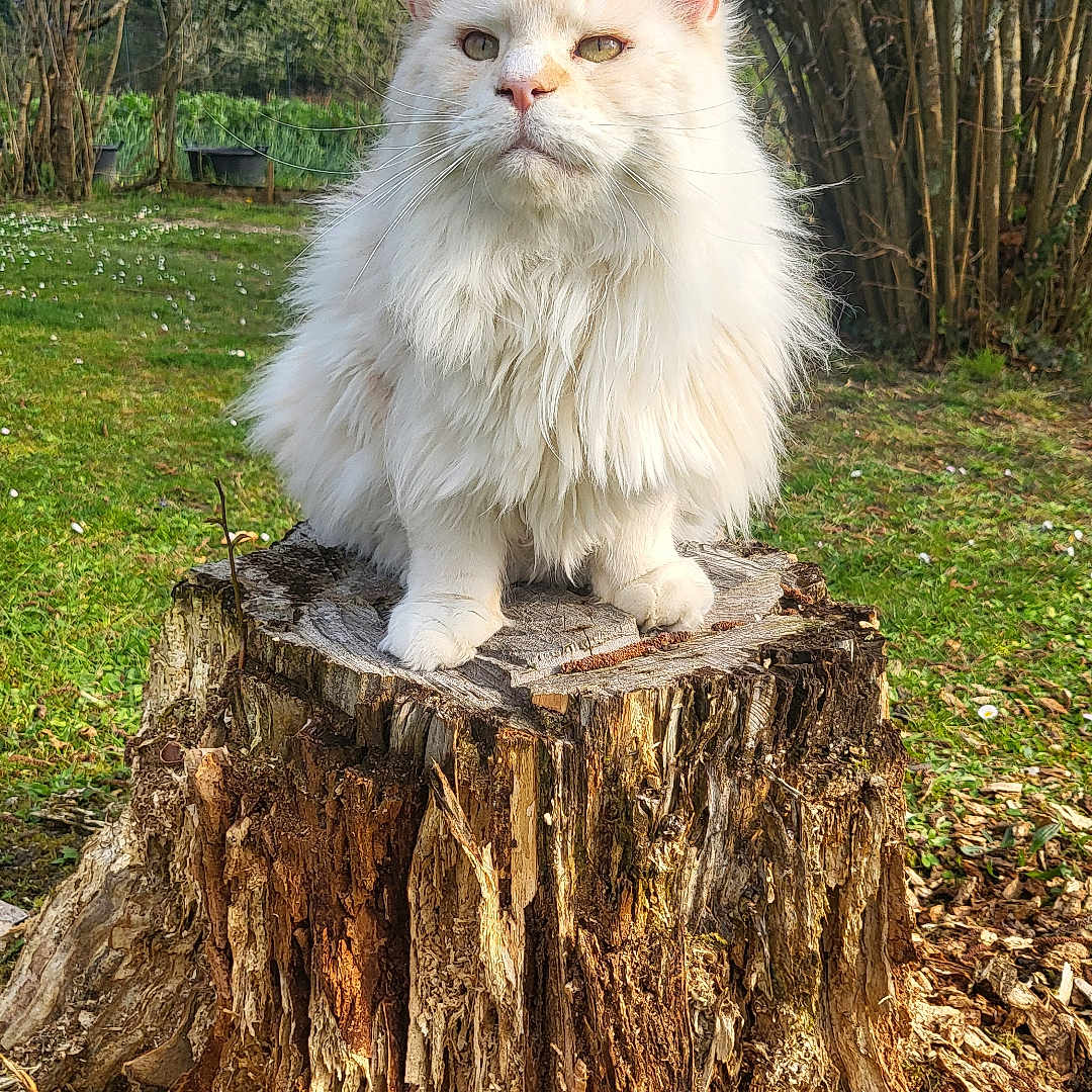 Oro participe au concours pour gagner de l'argent avec cette photo : angora, animal, cat, fir, grass, kitten, lawn, leaf, manx, pet, plant, redwood, siamese, soil, tree, treestump, treetrunk, vegetation, willow, wood