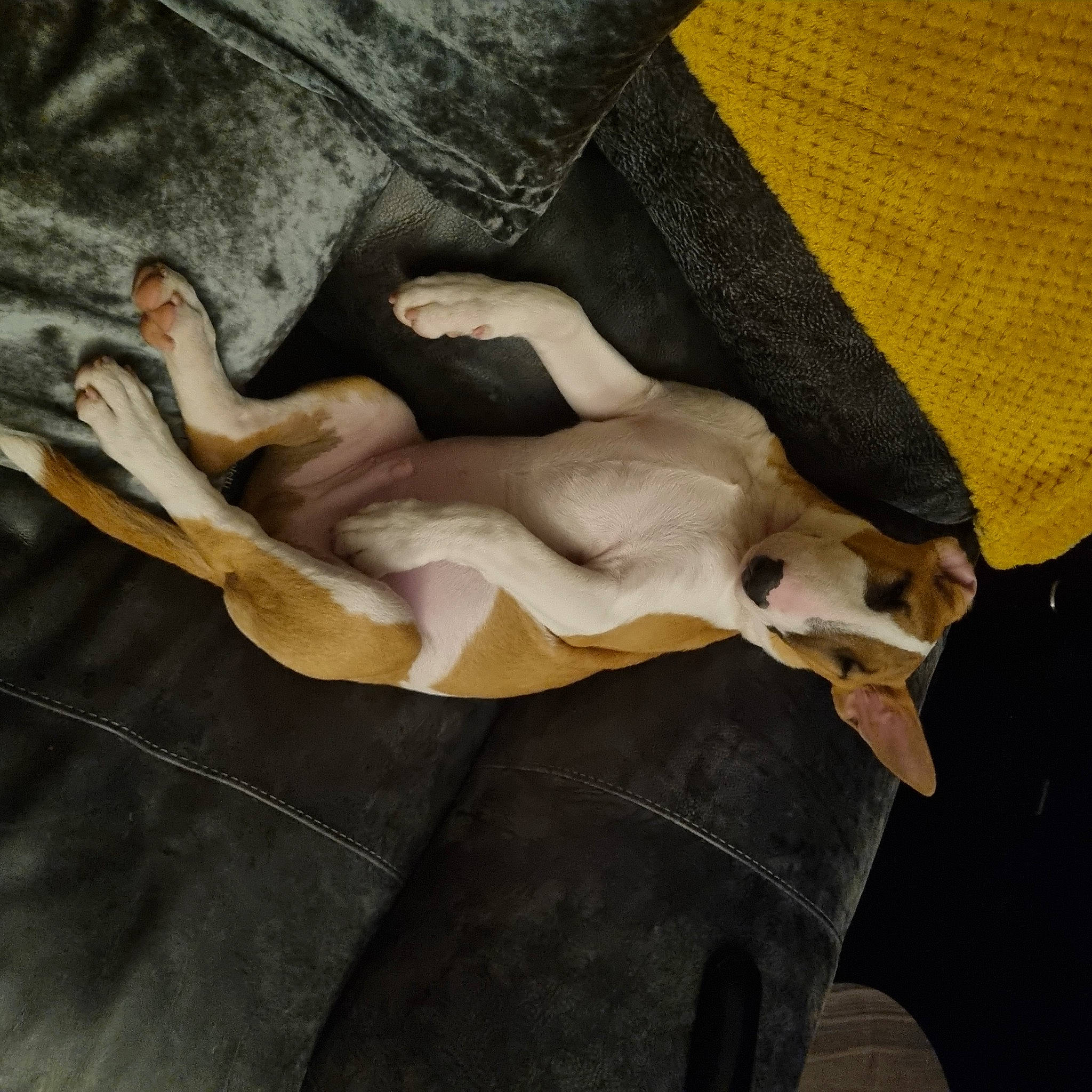 Kaos is registered to the contest to win money with this photo: art, canidae, carnivore, comfort, companion_dog, dog, dog_breed, fawn, fur, human_leg, linens, nap, non_sporting_group, paw, sighthound, snout, sporting_group, tail, toy_dog, working_animal