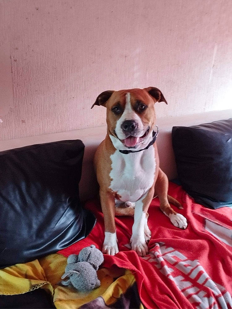 Rocco a rejoint le concours — aidez-le/la à gagner de superbes lots ! ancient_dog_breeds, carnivore, collar, comfort, companion_dog, couch, dog, dog_breed, dog_collar, dog_supply, fawn, linens, paw, pillow, sleeper_chair, snout, tail, toy_dog, whiskers, working_animal