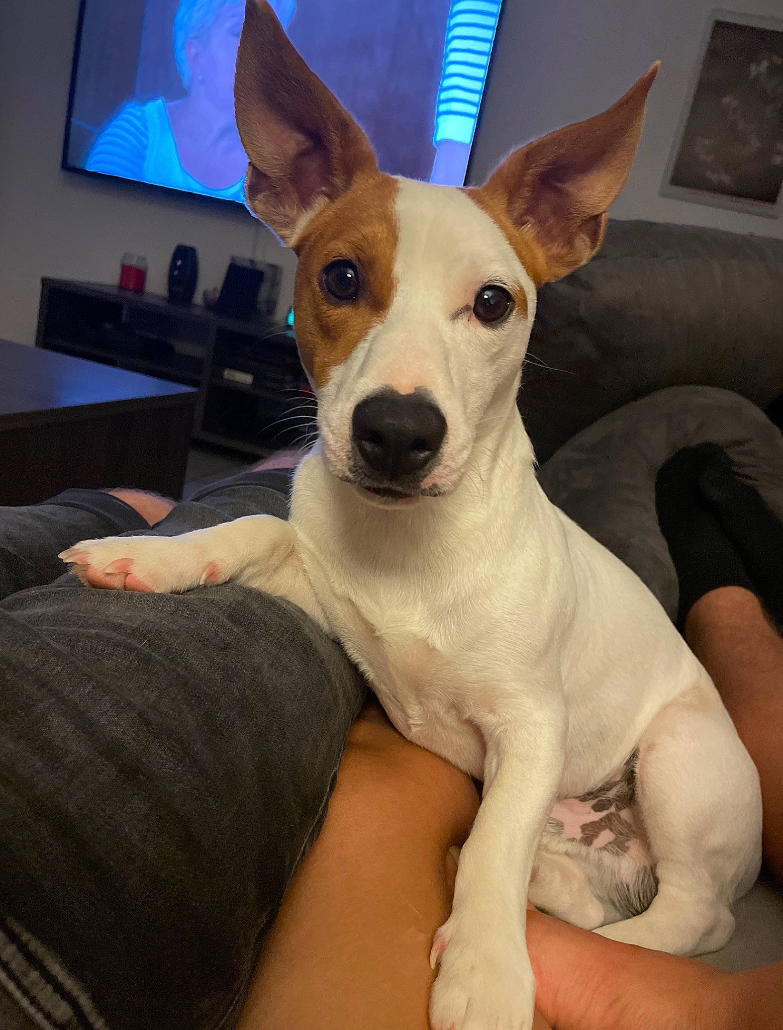 Natsu participe au concours pour gagner de l'argent avec cette photo : ancient_dog_breeds, canidae, carnivore, comfort, companion_dog, dog, dog_breed, ear, fawn, led_backlit_lcd_display, non_sporting_group, picture_frame, sporting_group, television, whiskers, working_animal