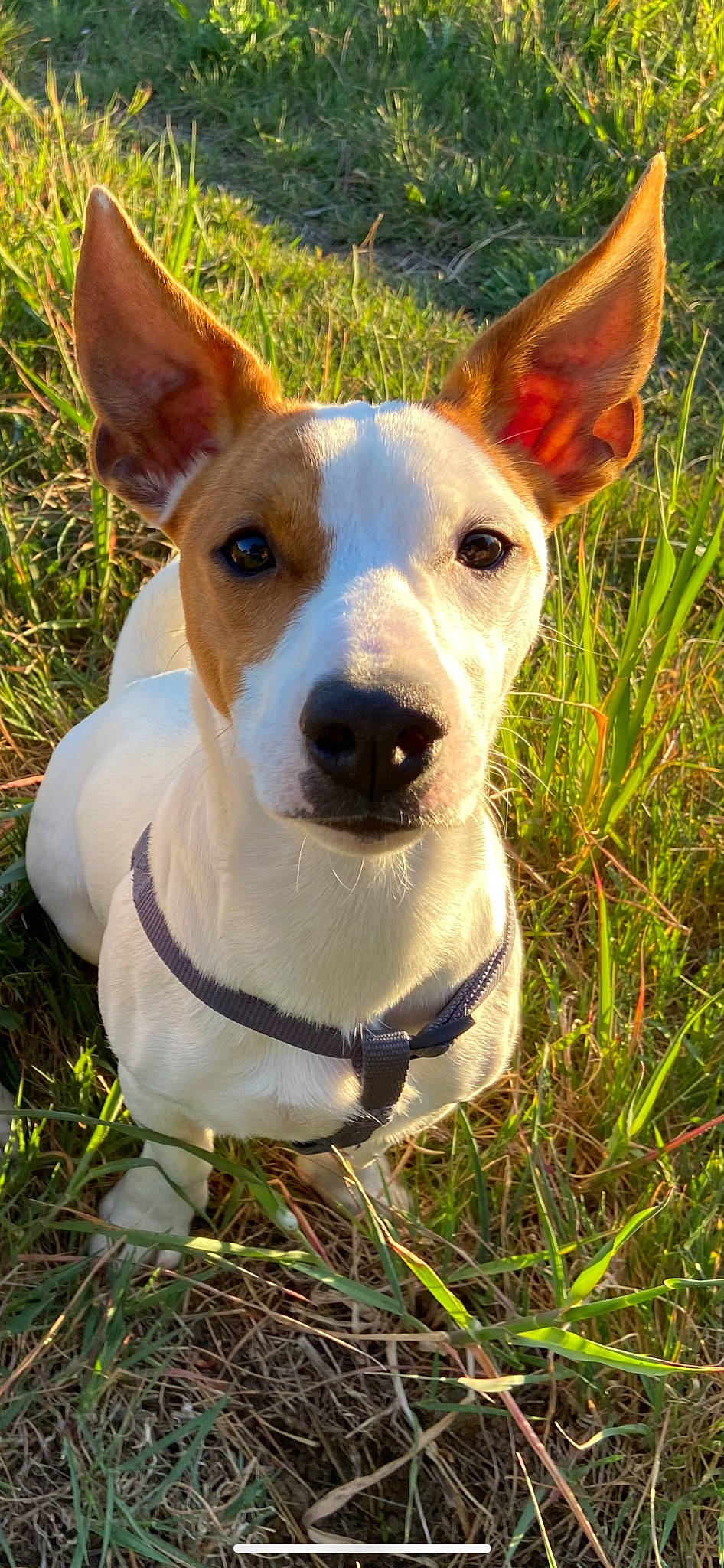 Natsu participe au concours pour gagner de l'argent avec cette photo : adventure, ancient_dog_breeds, canidae, carnivore, collar, companion_dog, dog, dog_breed, dog_collar, fawn, grass, hunting_dog, non_sporting_group, plant, snout, sporting_group, terrestrial_animal, terrier, whiskers, working_animal