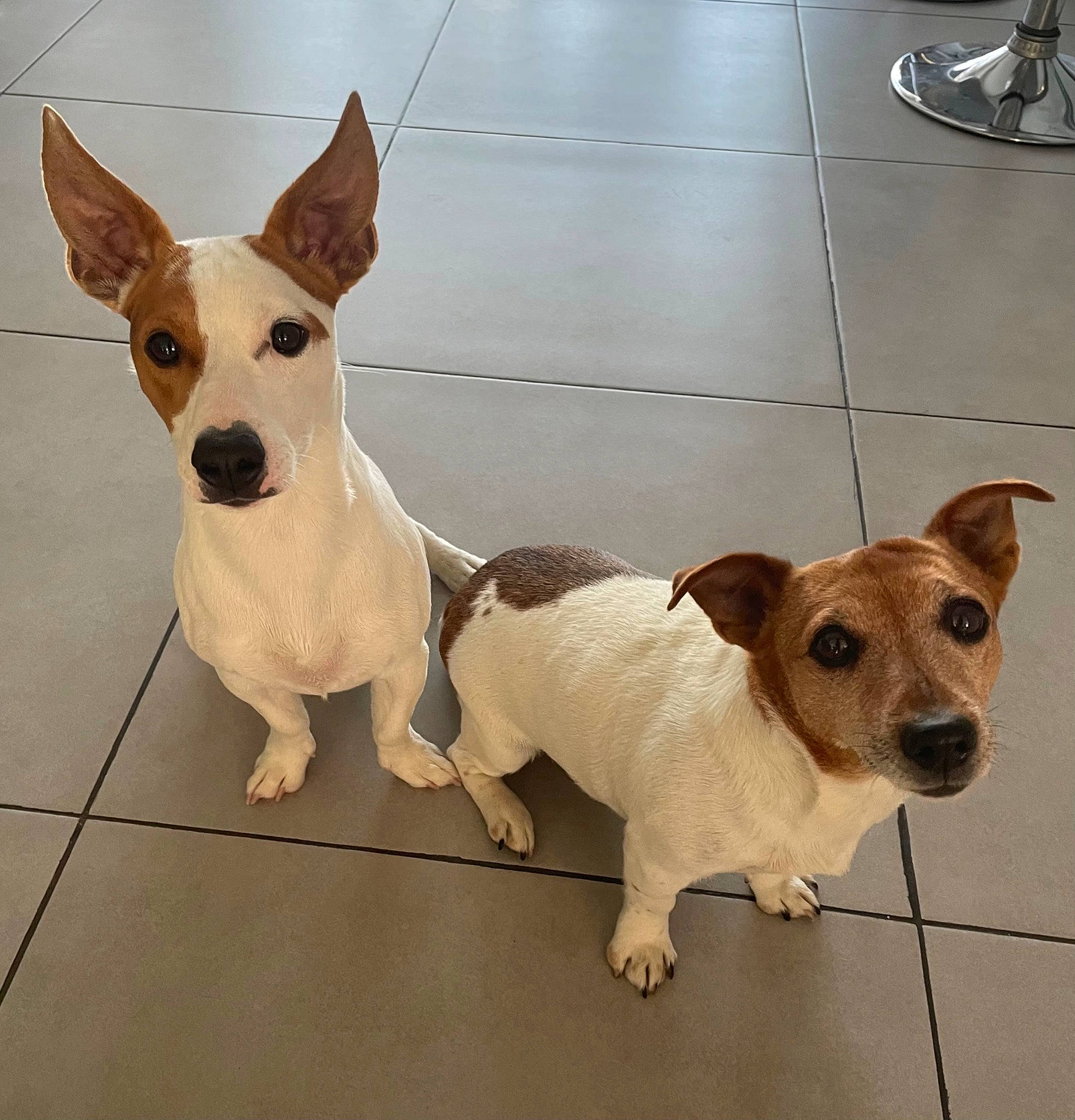 Natsu a rejoint le concours — aidez-le/la à gagner de superbes lots ! ancient_dog_breeds, canidae, carnivore, collar, companion_dog, dog, dog_breed, dog_supply, fawn, flooring, non_sporting_group, paw, pet_supply, small_terrier, snout, sporting_group, toy_dog, whiskers, working_animal