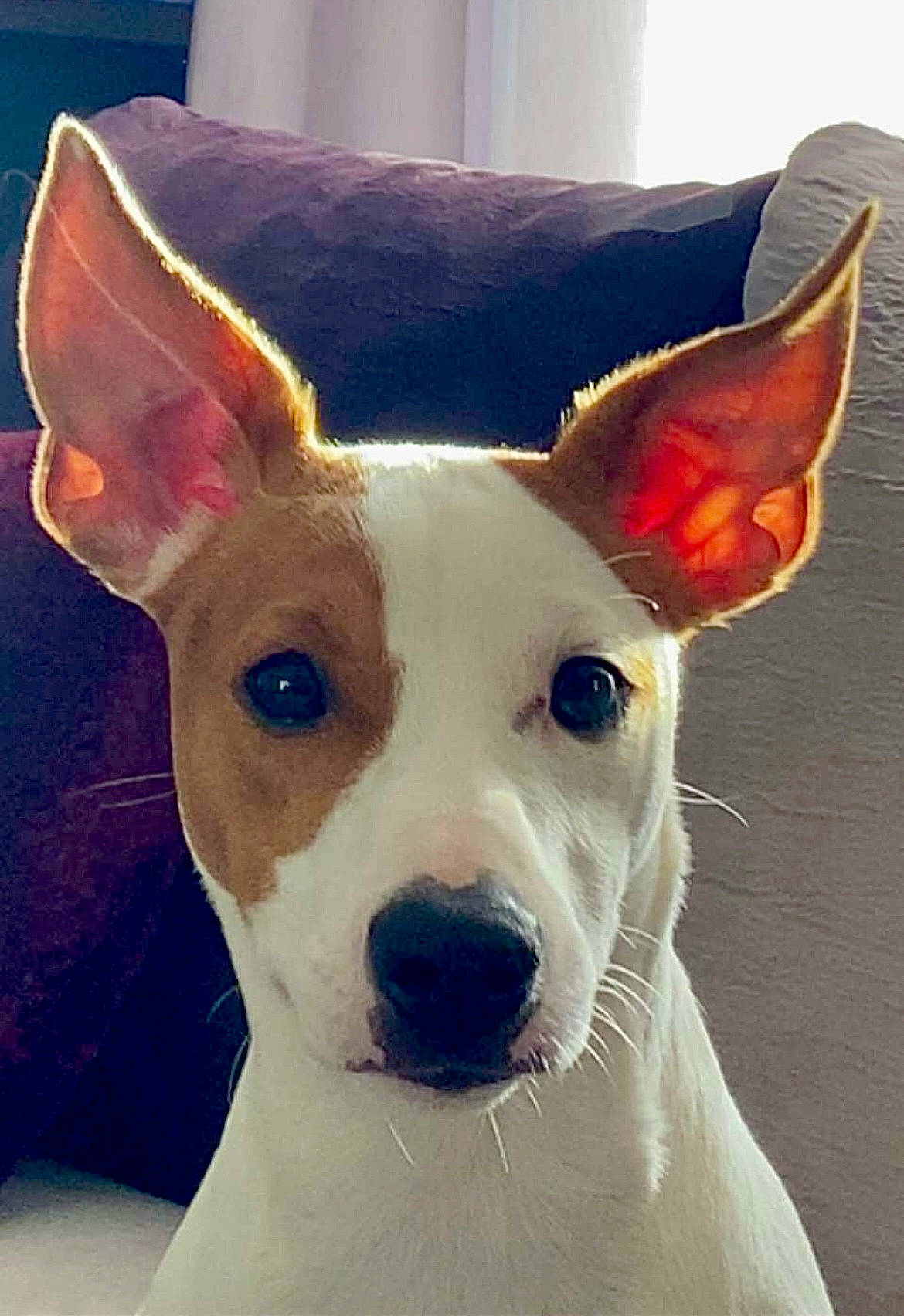 Natsu a rejoint le concours — aidez-le/la à gagner de superbes lots ! canidae, carnivore, collar, companion_dog, costume_hat, dishware, dog, dog_breed, dog_collar, dog_supply, ear, fawn, fedora, pet_supply, serveware, snout, sporting_group, tableware, whiskers, working_animal