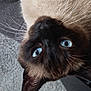 Milo a rejoint le concours — aidez-le/la à gagner de superbes lots ! cat, siamese, blue_eyes, close_up, whiskers, fur, indoor, carpet, pet, animal, curious, upside_down, ears, face, domestic, mammal, soft_texture, white_socks, floor, looking