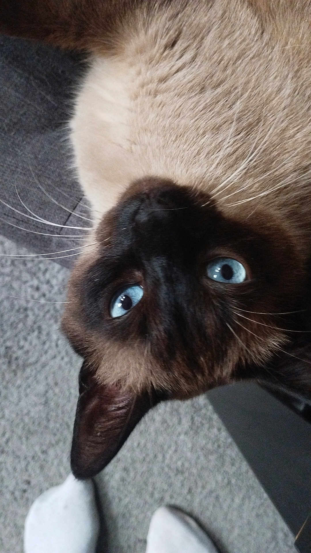 Milo a rejoint le concours — aidez-le/la à gagner de superbes lots ! cat, siamese, blue_eyes, close_up, whiskers, fur, indoor, carpet, pet, animal, curious, upside_down, ears, face, domestic, mammal, soft_texture, white_socks, floor, looking