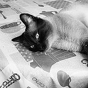 Milo participe au concours pour gagner de l'argent avec cette photo : cat, siamese_cat, table, tablecloth, indoor, pet, animal, relaxed, feline, resting, closeup, black_and_white, eyes, ear, whiskers, fur, domestic_animal, home, quiet, sleepy
