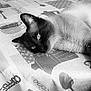 cat, siamese_cat, table, tablecloth, indoor, pet, animal, relaxed, feline, resting, closeup, black_and_white, eyes, ear, whiskers, fur, domestic_animal, home, quiet, sleepy