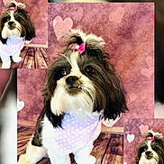 Bella Rivera joined the competition — help win amazing prizes! dog, small_dog, bow, pink_bow, bandana, heart_pattern, wooden_floor, pink_background, hearts, cute, pet, portrait, fluffy, black_and_white, fur, indoor, collage, multiple_images, adorable, animal