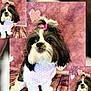 dog, small_dog, bow, pink_bow, bandana, heart_pattern, wooden_floor, pink_background, hearts, cute, pet, portrait, fluffy, black_and_white, fur, indoor, collage, multiple_images, adorable, animal