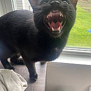 Binx joined the competition — help win amazing prizes! black_cat, cat, animal, pet, indoor, window, teeth, tongue, yawning, feline, fur, whiskers, ears, wood_surface, greenery, daylight, houseplant, home, domestic_animal, curious