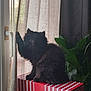 Ash a rejoint le concours — aidez-le/la à gagner de superbes lots ! cat, black_cat, indoor, curtain, window, box, striped_box, plant, green_plant, furniture, pet, fluffy, paw, side_view, domestic_cat, houseplant, natural_light, cozy, home, curtains