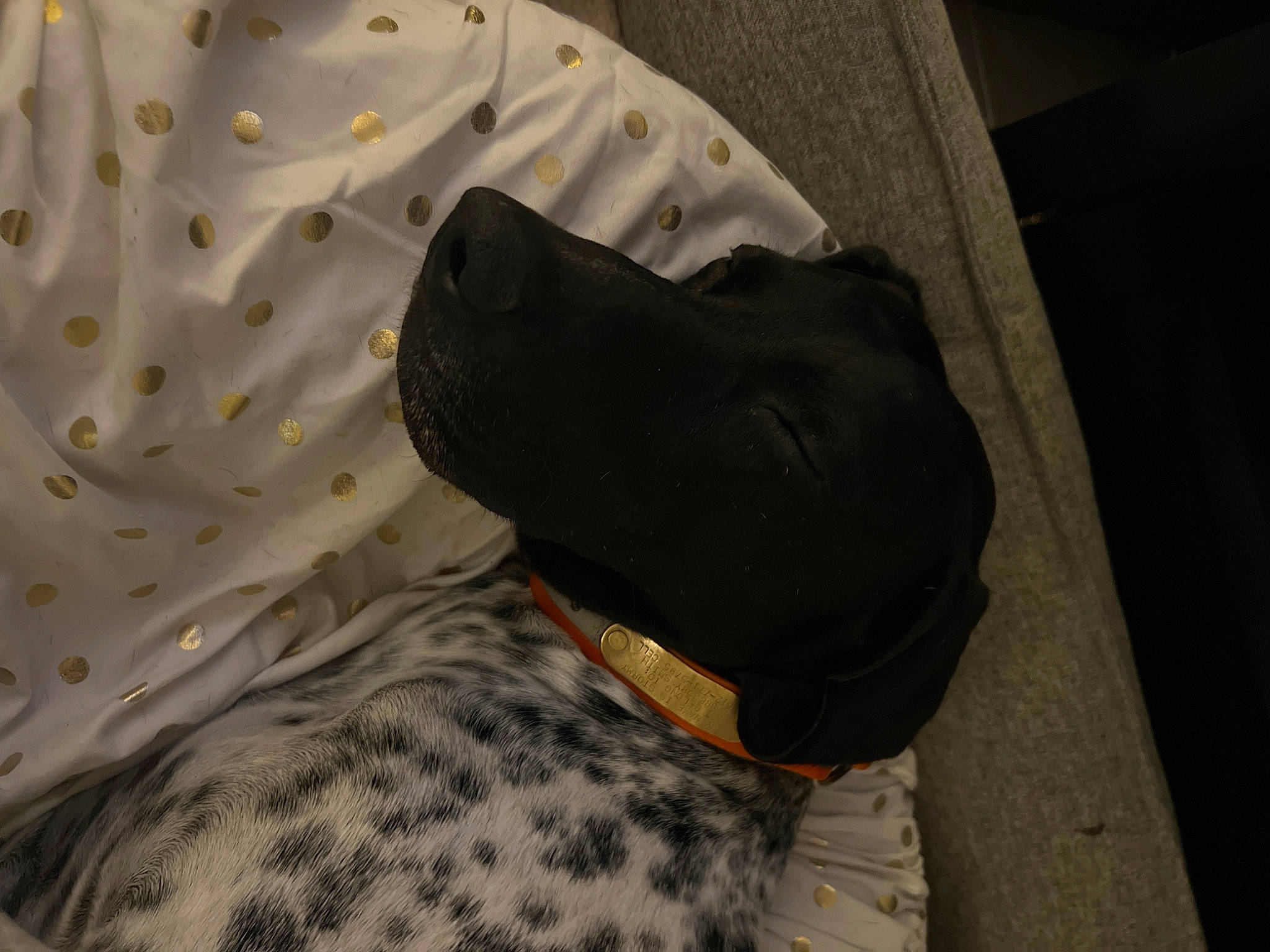 Mountain Thunderstorms is registered to the contest to win money with this photo: canidae, carnivore, collar, comfort, companion_dog, dog, dog_breed, dog_collar, dog_supply, fawn, flooring, grey, guard_dog, linens, pattern, personal_protective_equipment, sleeve, snout, sporting_group, working_animal