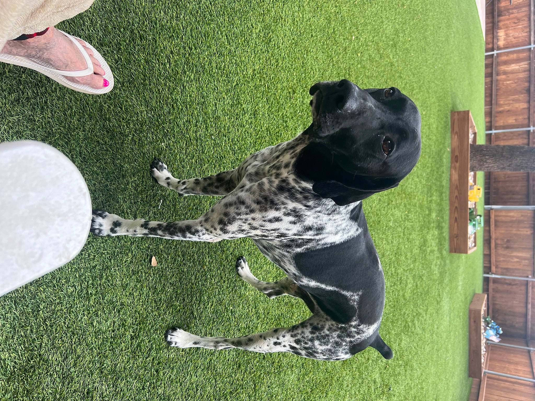 Mountain Thunderstorms is registered to the contest to win money with this photo: art, canidae, carnivore, companion_dog, dog, dog_breed, dog_collar, fawn, flooring, foot, fur, grass, guard_dog, human_leg, non_sporting_group, snout, sporting_group, tail, working_animal, working_dog