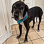 animal, bandana, black_dog, canine, companion, dog, domestic_animal, door, ears, floor_tiles, gray_fur, house, indoor, muzzle, older_dog, pet, standing, tail, tile_floor, white_door