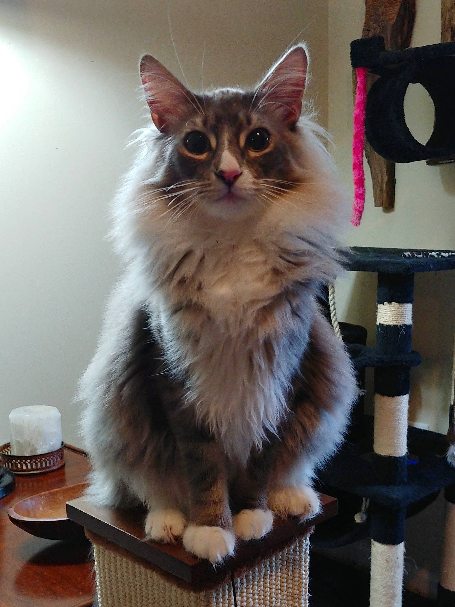Fonzie joined the competition — help win amazing prizes! asian, asian_semi_longhair, british_semi_longhair, carnivore, cat, domestic_long_haired_cat, fawn, felidae, fur, kitten, maine_coon, mammal, napoleon_cat, norwegian_forest_cat, ragamuffin, small_to_medium_sized_cats, somali, turkish_angora, whiskers