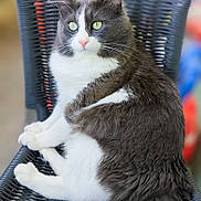 Mouki participe au concours pour gagner de l'argent avec cette photo : animal, cat, chair, close_up, cute, domestic_cat, feline, fluffy_fur, gray_cat, green_eyes, indoor, pet, pink_nose, portrait, relaxed, sitting, soft_fur, whiskers, white_cat, woven_chair