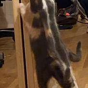 Mélkiy a rejoint le concours — aidez-le/la à gagner de superbes lots ! cat, mirror, reflection, wood_floor, wardrobe, closet, indoor, tail, paws, standing, stretching, furniture, bag, coat, shoe, blur, motion, pet, home, flooring