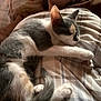 Mélkiy participe au concours pour gagner de l'argent avec cette photo : cat, kitten, sleeping, nap, blanket, plaid, bedding, bed, paw, fur, whiskers, ear, tail, domestic_cat, feline, indoor, cozy, relaxed, pet, closeup