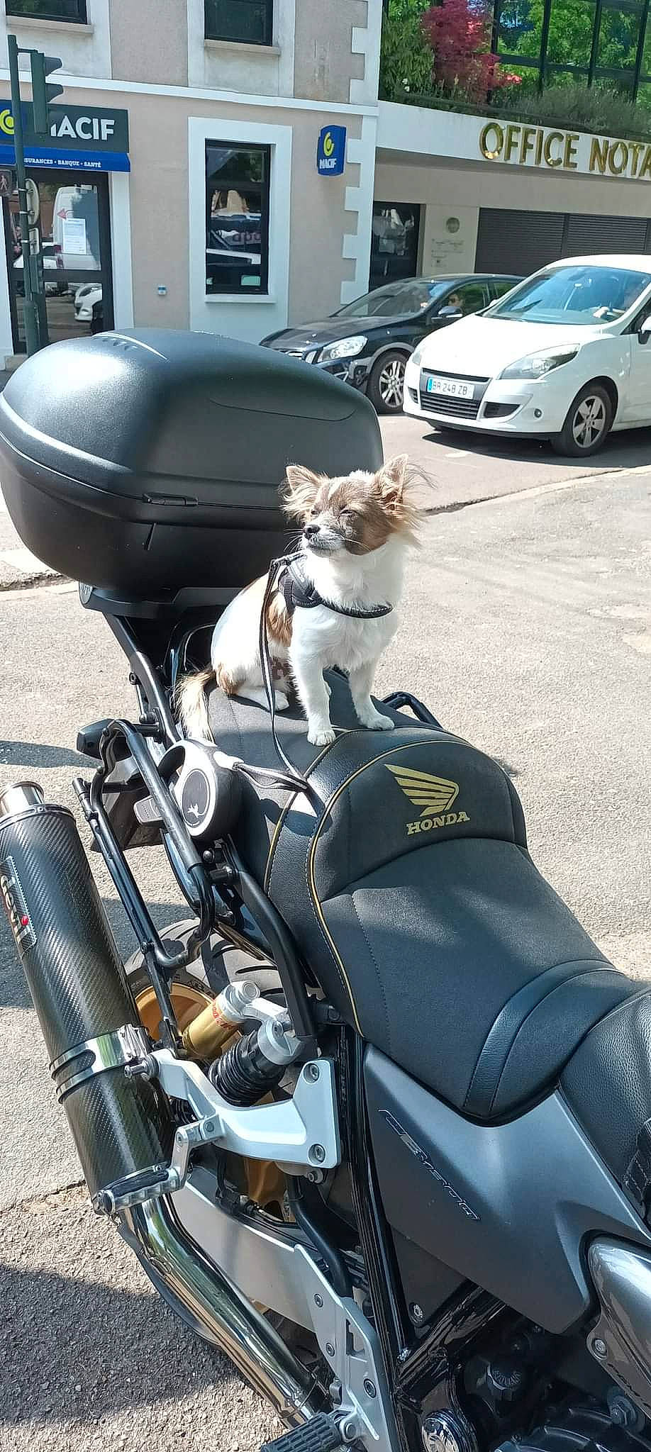 Sly participe au concours pour gagner de l'argent avec cette photo : automotive_design, automotive_exterior, automotive_lighting, automotive_tire, black, car, fuel_tank, hood, land_vehicle, light, mammal, mode_of_transport, motor_vehicle, motorcycle, photograph, tire, vehicle, vertebrate, wheel, white