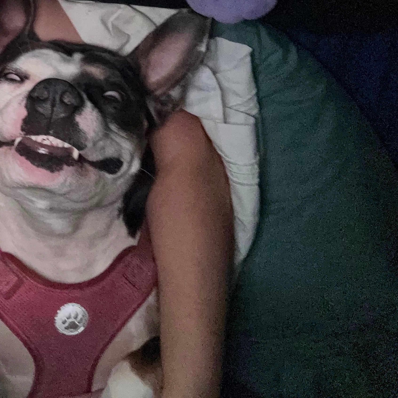 Trinity Marie Jones is registered to the contest to win money with this photo: arm, canine, casual, closeup, companion, cushion, cute, dog, domestic_animal, funny_face, human_arm, indoor, lying_down, pet, pink_harness, playful, resting, rolled_eyes, snuggling, white_and_brown