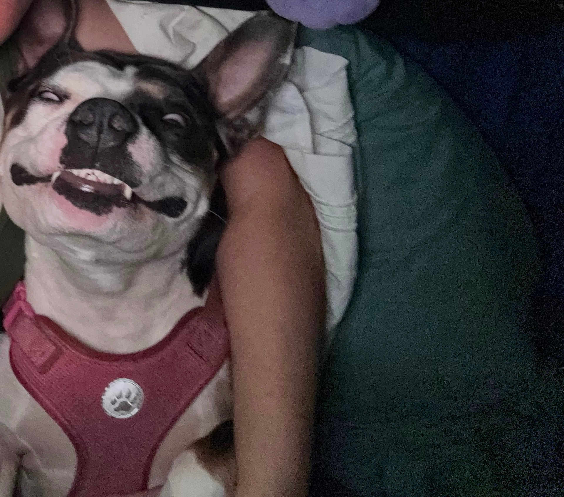 Trinity Marie Jones is registered to the contest to win money with this photo: arm, canine, casual, closeup, companion, cushion, cute, dog, domestic_animal, funny_face, human_arm, indoor, lying_down, pet, pink_harness, playful, resting, rolled_eyes, snuggling, white_and_brown