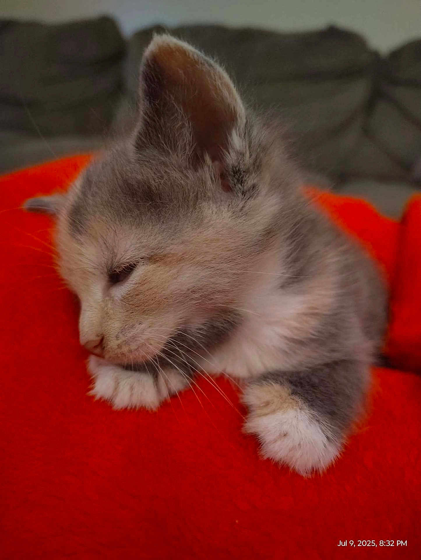 Angel joined the competition — help win amazing prizes! kitten, cat, sleeping, close_up, furry, paws, orange_blanket, resting, cute, pet, domestic_animal, indoor, soft, fur, animal, young, cozy, relaxed, whiskers, adorable