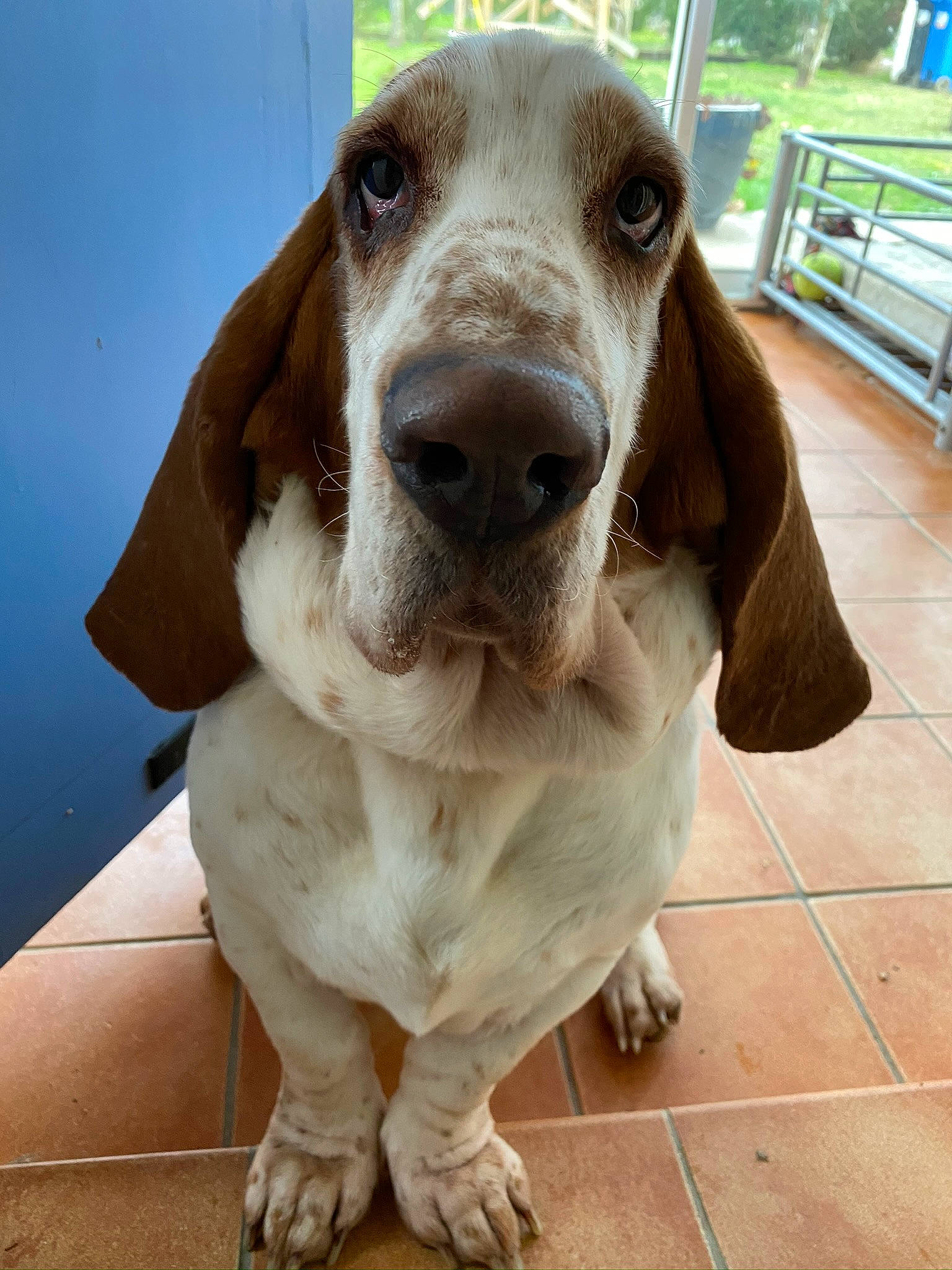 Hulk participe au concours pour gagner de l'argent avec cette photo : canidae, carnivore, collar, companion_dog, dog, dog_breed, dog_collar, ear, fawn, fur, gun_dog, hound, liver, pet_supply, pointing_breed, scent_hound, snout, sporting_group, whiskers, working_animal