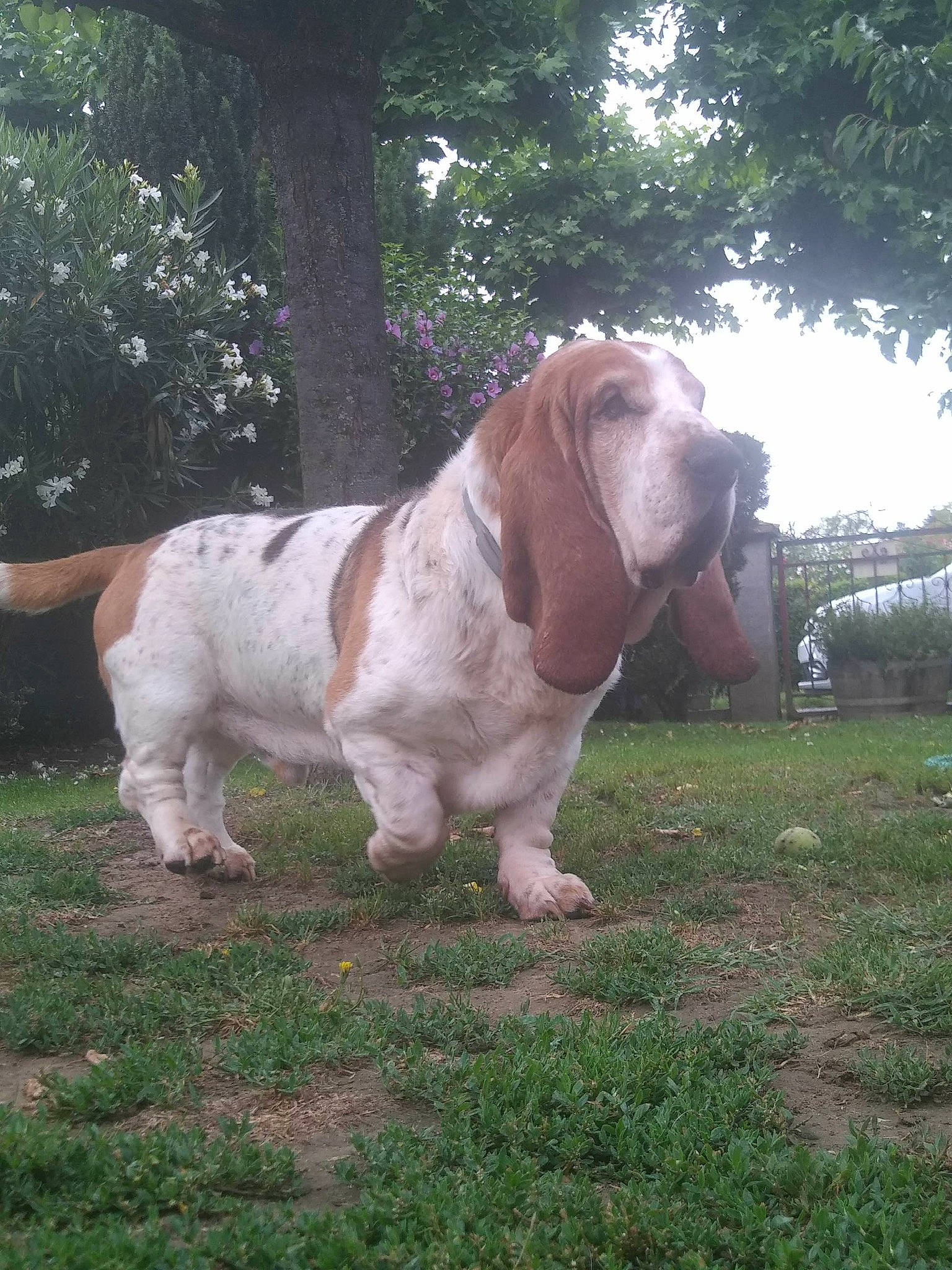 Howard a rejoint le concours — aidez-le/la à gagner de superbes lots ! bovine, canidae, carnivore, companion_dog, dog_breed, fawn, grass, grassland, landscape, liver, non_sporting_group, pasture, plant, sporting_group, tail, terrestrial_animal, tree, wood, working_animal, wrinkle