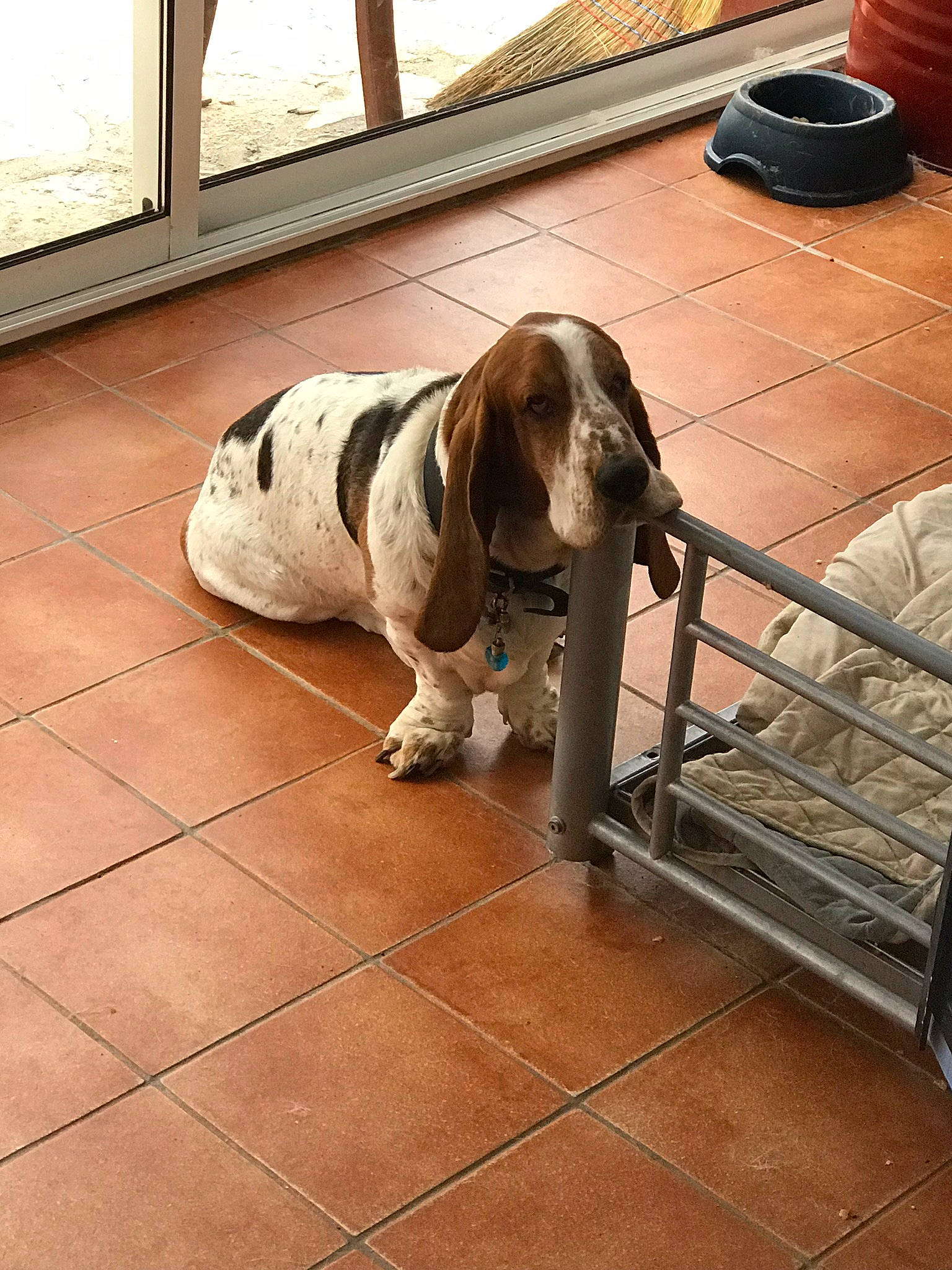 Howard participe au concours pour gagner de l'argent avec cette photo : canidae, carnivore, collar, companion_dog, dog, dog_breed, dog_supply, fawn, floor, flooring, hardwood, liver, mammal, pet_supply, scent_hound, snout, sporting_group, vertebrate, wood, working_animal