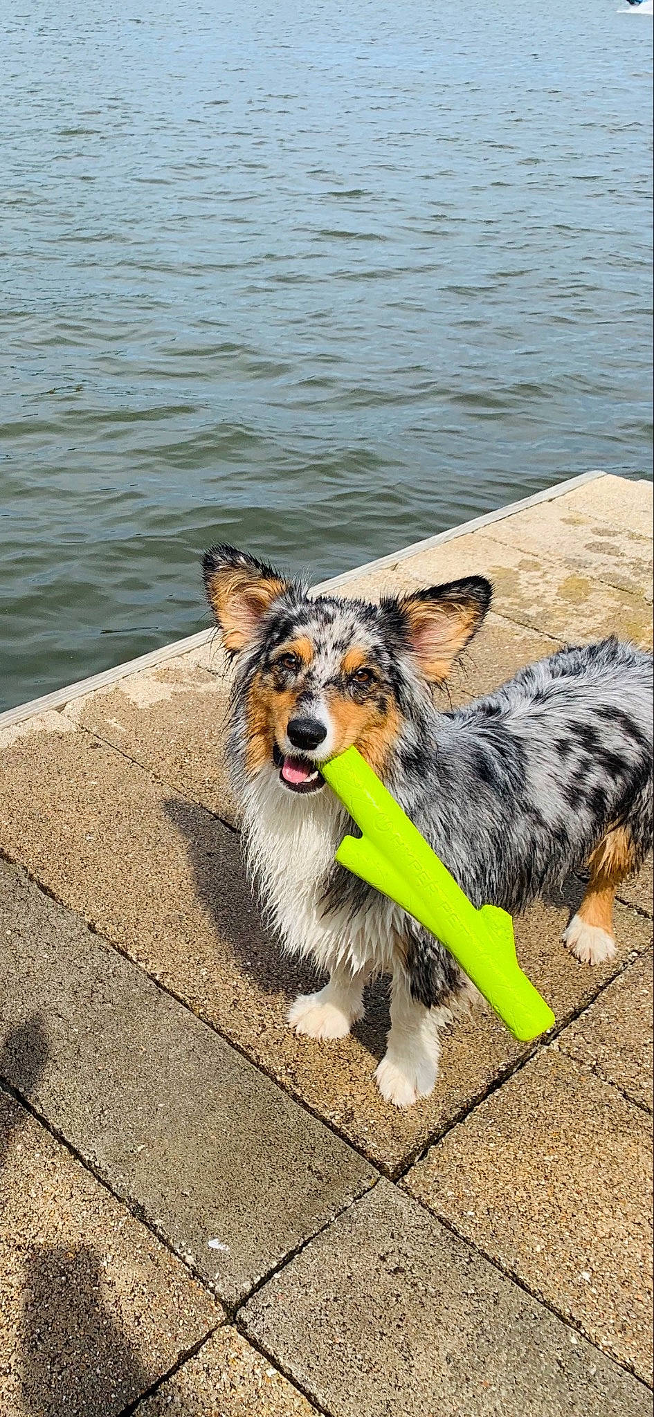 Juneau is registered to the contest to win money with this photo: australian_cattle_dog, canidae, carnivore, collar, companion_dog, dog, dog_breed, dog_collar, dog_supply, herding_dog, lake, leash, plant, road_surface, snout, sporting_group, tail, terrier, water, working_animal
