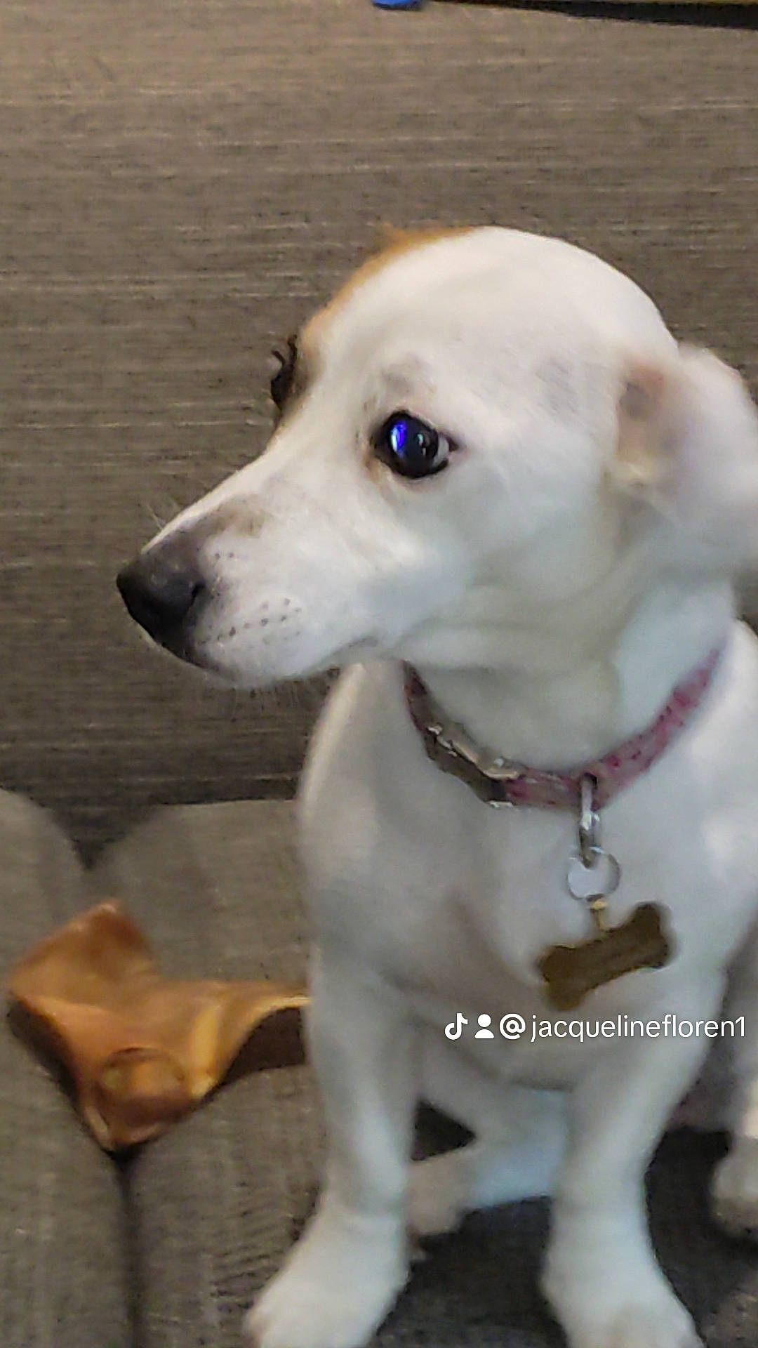 Rosalie a rejoint le concours — aidez-le/la à gagner de superbes lots ! canidae, carnivore, collar, companion_dog, dog, dog_breed, dog_collar, ear, fawn, fur, no_expression, non_sporting_group, pet_supply, sporting_group, whiskers, working_animal