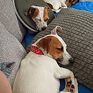 Rosalie participe au concours pour gagner de l'argent avec cette photo : dog, sleeping, couch, pillow, blanket, resting, indoor, pet, canine, fur, collar, cone, white, brown, cozy, relaxed, closeup, animal, companion, home