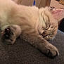 Snowy is registered to the contest to win money with this photo: kitten, sleeping, paw, fur, closeup, resting, cute, domestic_cat, animal, pet, cozy, indoor, soft_surface, whiskers, ears, relaxed, feline, nap, adorable, young_cat