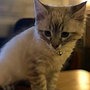 Snowy is registered to the contest to win money with this photo: cat, kitten, fur, table, collar, bell, indoor, pet, animal, curious, soft, blurred, closeup, whiskers, ears, paws, domestic, cute, feline, young