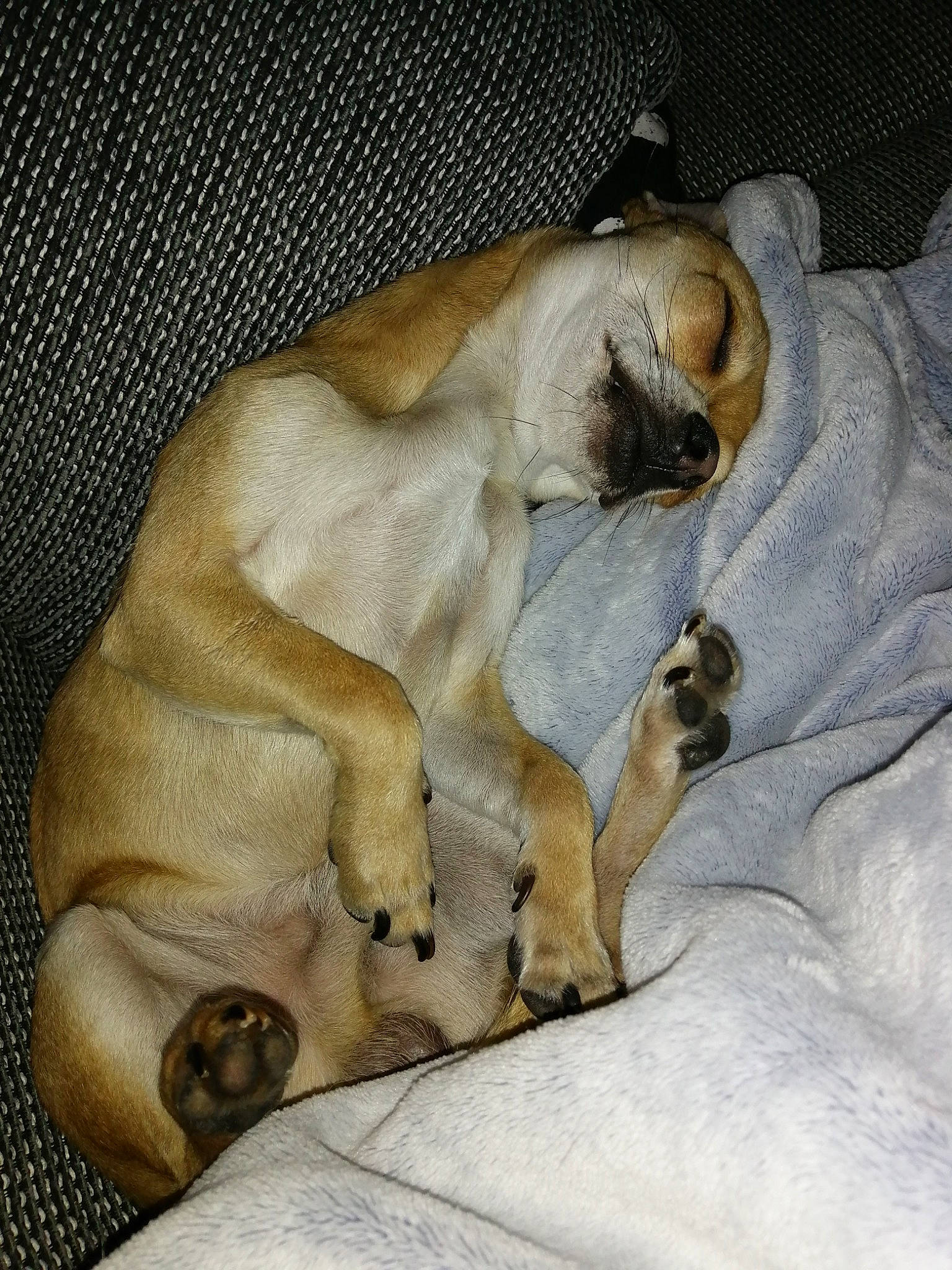 Heyko a rejoint le concours — aidez-le/la à gagner de superbes lots ! canidae, carnivore, companion_dog, dog, dog_breed, fawn, mammal, nap, non_sporting_group, paw, pug, puppy, snout, sporting_group, toy_dog, vertebrate