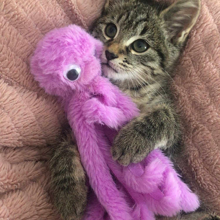 Héméra a rejoint le concours — aidez-le/la à gagner de superbes lots ! animal, blanket, cat, cozy, cute, eyes, fur, indoor, kitten, octopus, paws, pet, pink, plush_toy, purple, relaxing, snuggling, tabby, toy, whiskers