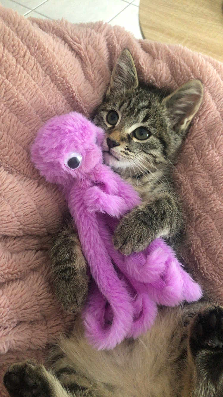 Héméra a rejoint le concours — aidez-le/la à gagner de superbes lots ! kitten, cat, tabby, toy, plush_toy, purple, octopus, blanket, pink, fur, cute, pet, animal, indoor, cozy, snuggling, paws, whiskers, eyes, relaxing