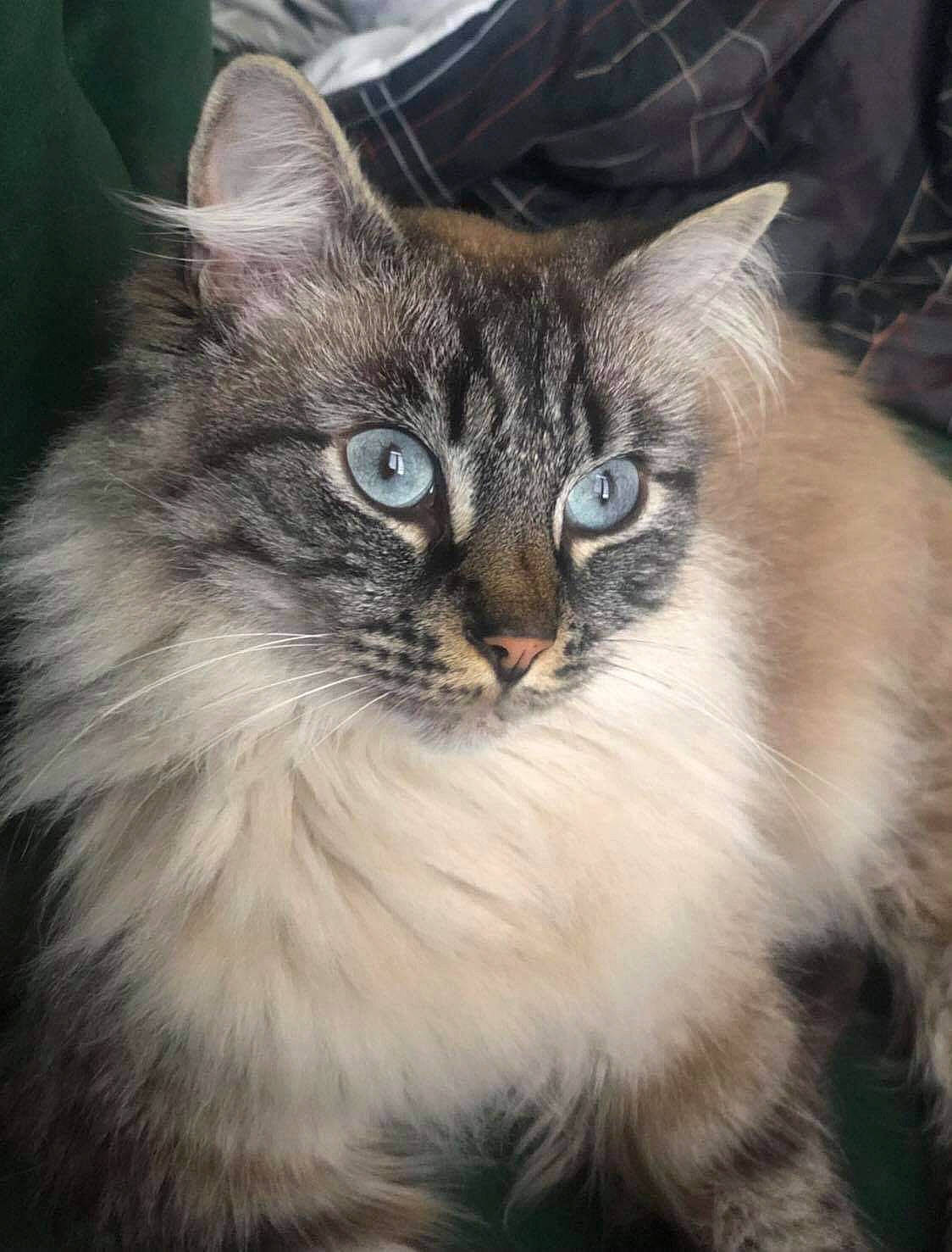 Alby participe au concours pour gagner de l'argent avec cette photo : carnivore, cat, domestic_short_haired_cat, felidae, fur, grass, iris, small_to_medium_sized_cats, snout, terrestrial_animal, tree, whiskers, wildlife, window