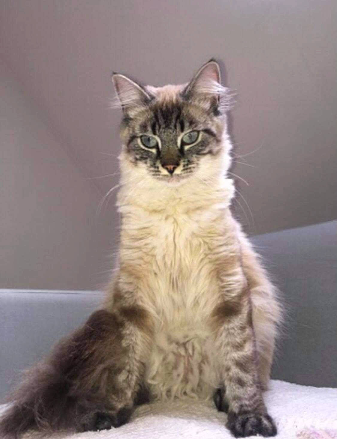 Alby participe au concours pour gagner de l'argent avec cette photo : carnivore, cat, claw, domestic_short_haired_cat, felidae, fur, maine_coon, paw, sitting, small_to_medium_sized_cats, tail, terrestrial_animal, whiskers