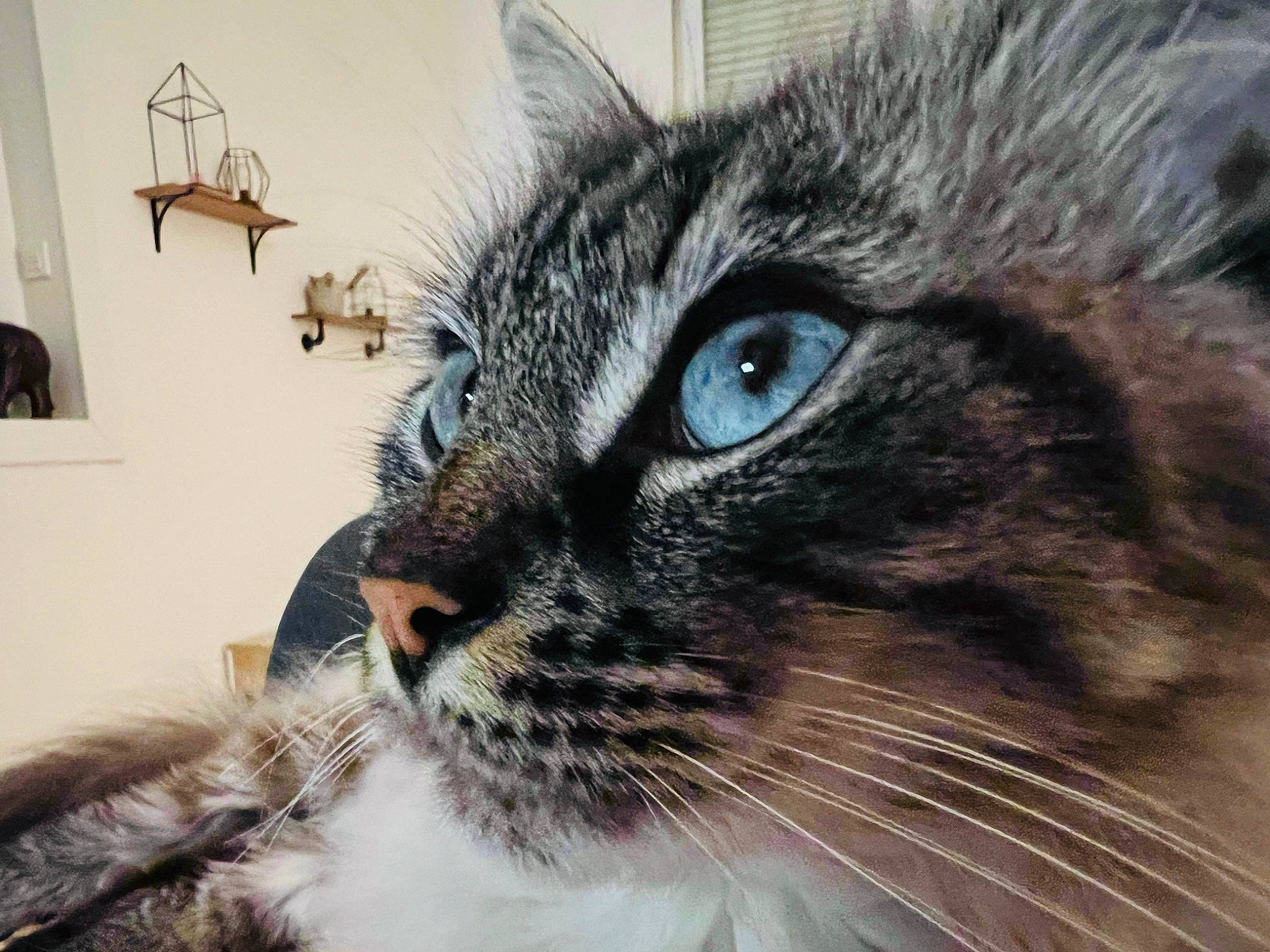 Alby a rejoint le concours — aidez-le/la à gagner de superbes lots ! carnivore, cat, comfort, domestic_short_haired_cat, ear, eye, felidae, fur, photography, picture_frame, small_to_medium_sized_cats, snout, terrestrial_animal, whiskers, wildlife, window