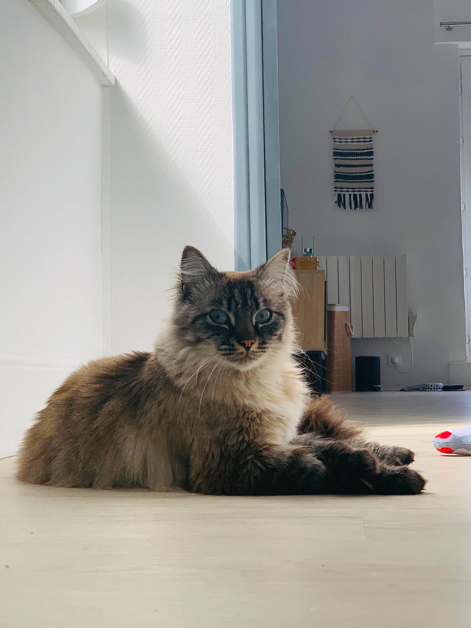 Alby participe au concours pour gagner de l'argent avec cette photo : british_longhair, carnivore, cat, claw, comfort, domestic_short_haired_cat, eye, felidae, flooring, fur, grey, hardwood, maine_coon, paw, small_to_medium_sized_cats, snout, tail, whiskers, window, wood